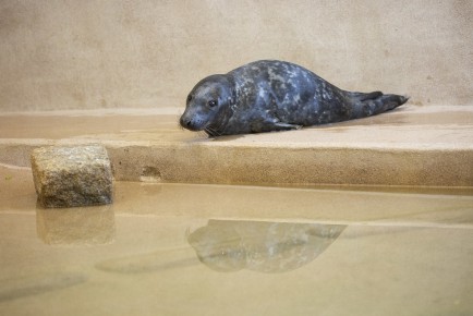 Seal pup in Wildlife Hospital