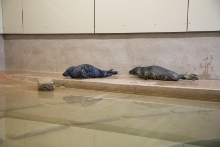 Seal pups in Wildlife Hospital