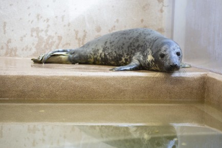 Seal pup in Wildlife Hospital