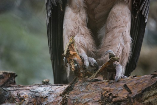 Bearded vulture's feet