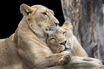 Asiatic lions (sisters)