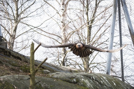 Bearded vulture flying