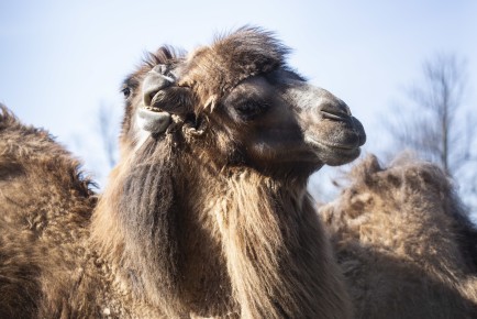 Camel biting other camel's ear
