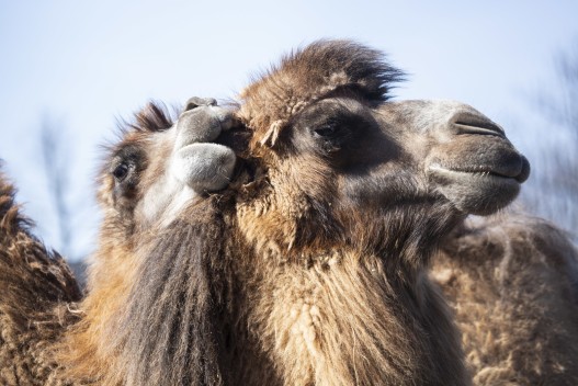 Camel biting other camel's ear