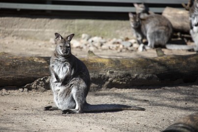 Red wallaby