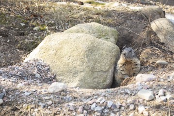 Alpine marmot has woken up after the winter