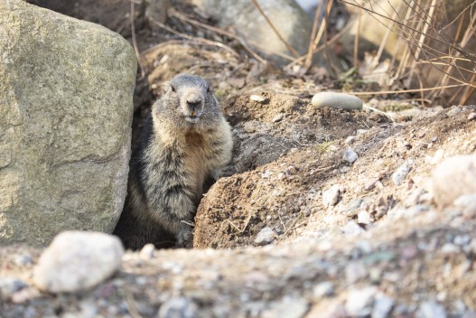 Alpine marmot has woken up after the winter
