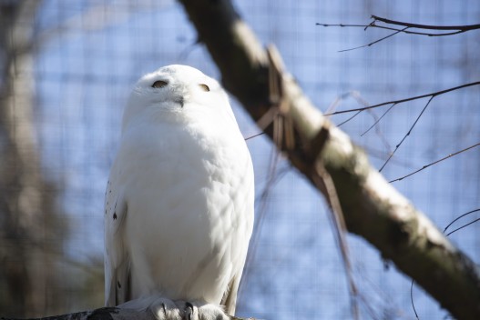 Snowy owl (male)