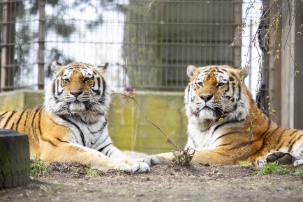 Amur tigers (female and male)