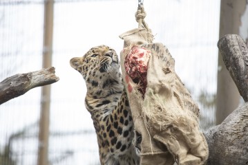 Amur leopard (female) eating