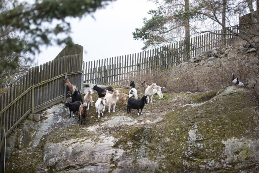 African pygmy goats exploring their new enclosure