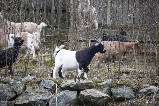 African pygmy goats exploring their new enclosure