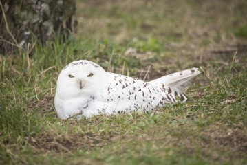 Snowy owl (female) nesting