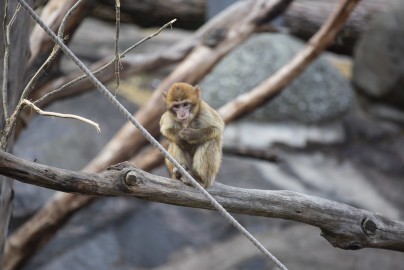 Barbary macaque (one-year old female)