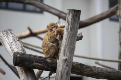 Barbary macaque siblings