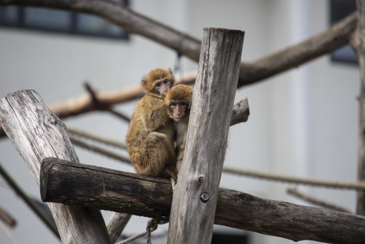 Barbary macaque siblings