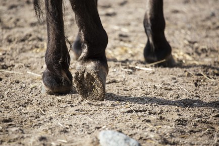 Przewalski's wild horse hoove
