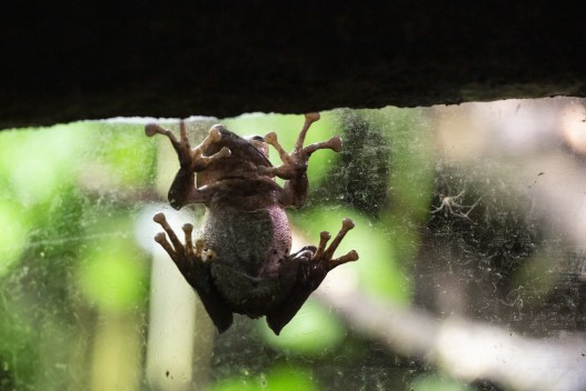 File-eared tree frog