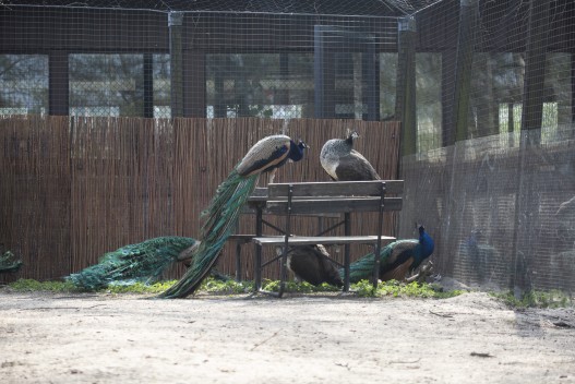 Peafowl in their new enclosure