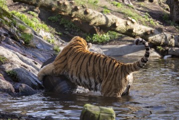 Amur tiger (male) playing with a barrel