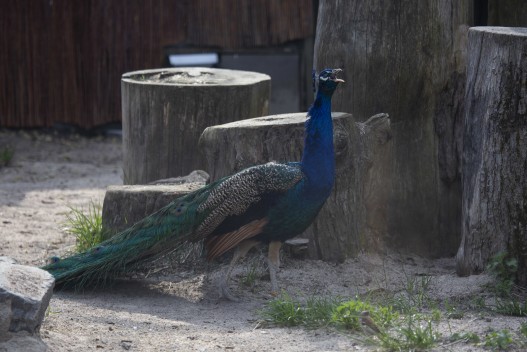Peacock in the new peafowl enclosure
