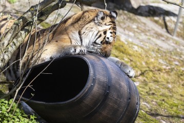 Amur tiger (female) playing with a barrel