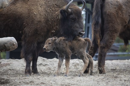 Newbown European bison calf