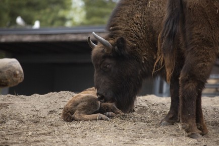 Newborn European bison calf and mother