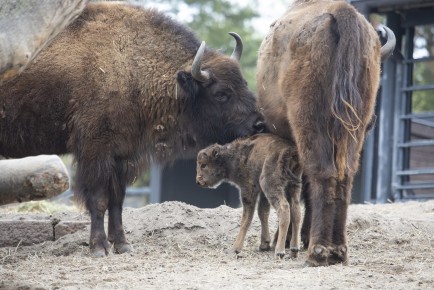 Newborn European bison calf with its parents