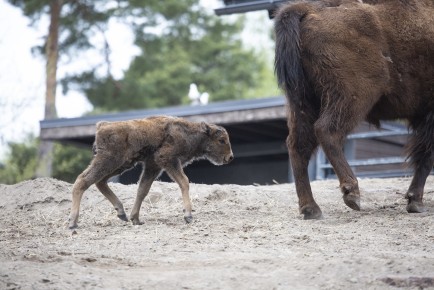 Newborn European bison calf