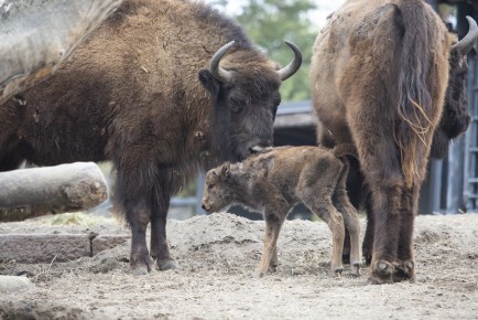 Newborn European bison calf with its parents