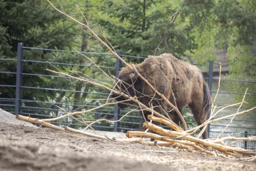 European bison (male) playing with twigs