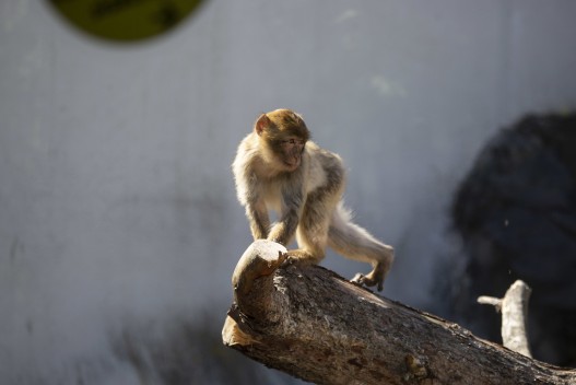 Young Barbary macaque (female)