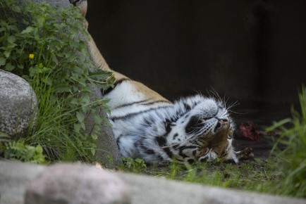 Amur tiger (female) sleeping