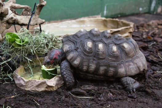 Red-footed tortoise eating