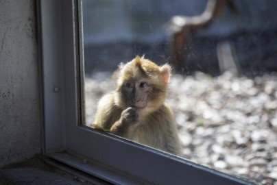 Young Barbary macaque (male)