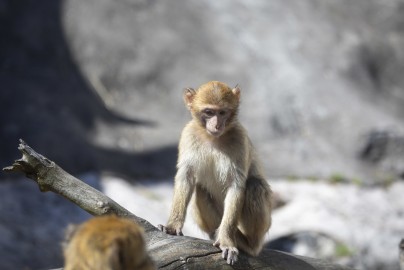Young Barbary macaque (female)
