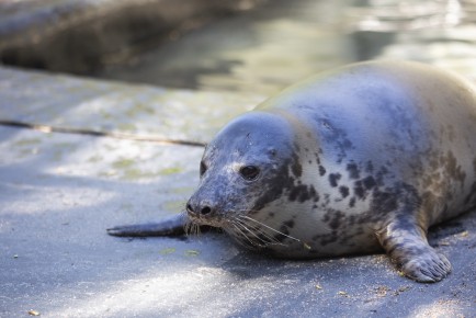 Raasepori seal pup in its outdoor pool