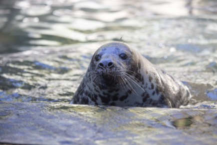 Raasepori seal pup in its outdoor pool