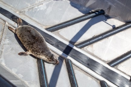 Raasepori seal pup returning to sea