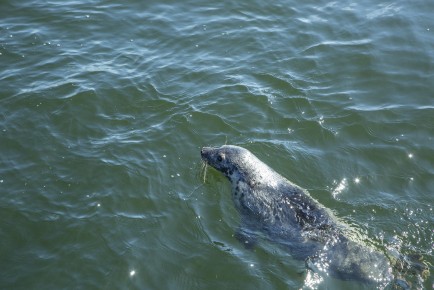 Raasepori seal pup returning to sea