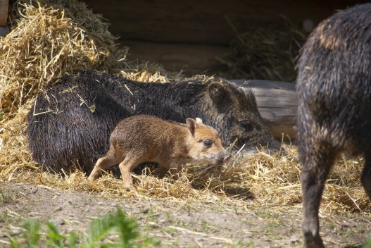 White-lipped peccary piglet (two days old) with mother