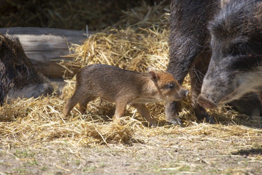 White-lipped peccary piglet (two days old) with father
