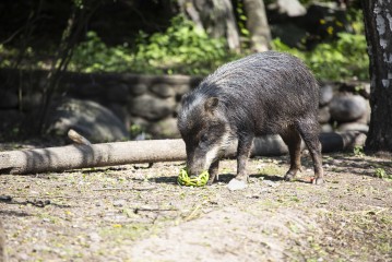 White-lipped peccary with enrichment ball