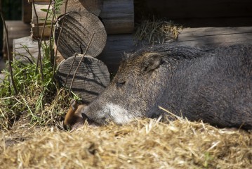 White-lipped peccary taking care of her piglet