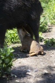 White-lipped peccary piglet (one week old) drinking milk