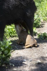 White-lipped peccary piglet (one week old) drinking milk