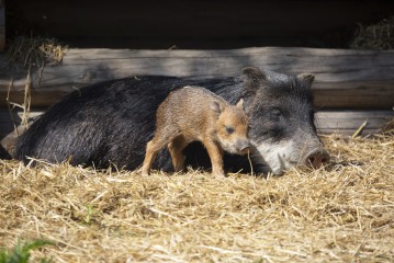 White-lipped peccary piglet (one week old) with mother