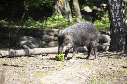 White-lipped peccary with enrichment ball