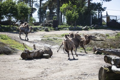 Camels running